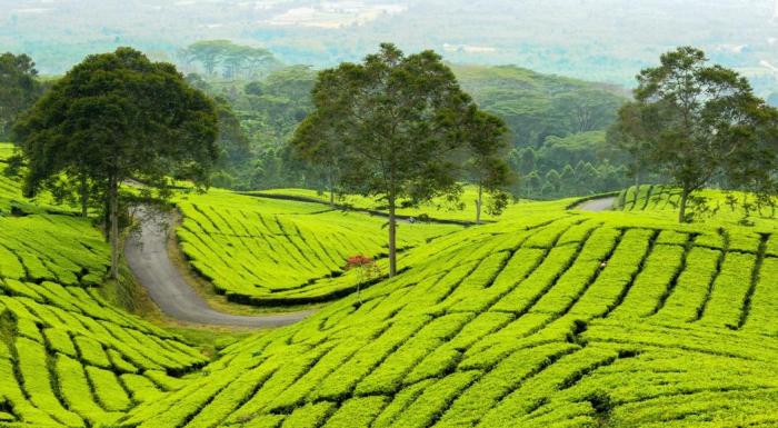 Tempat wisata terbaik di Kota Pagar Alam