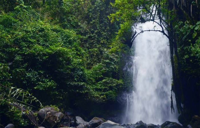 bengkulu tikus menyusuri berkeliaran punya bening bayangkan jangan pulau