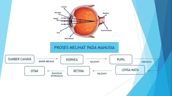 Fungsi Saraf Optik: Jalan Informasi Visual Dari Mata Ke Otak - PULUNG.NET