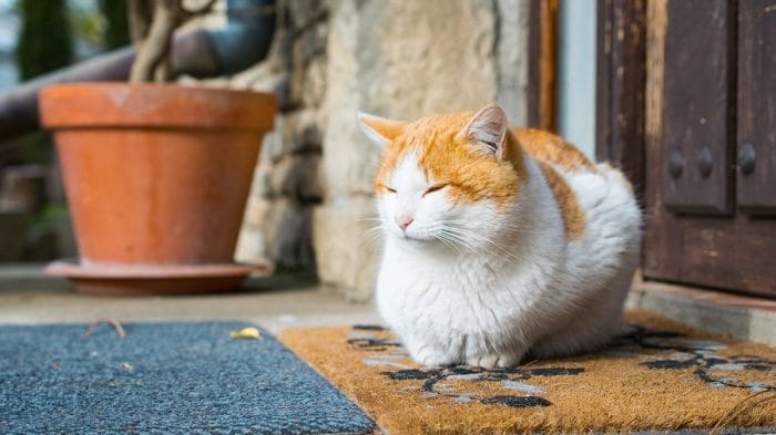 Ciri-ciri Kucing Hamil: Mengenali Tanda-tanda Kehamilan Pada Kucing ...