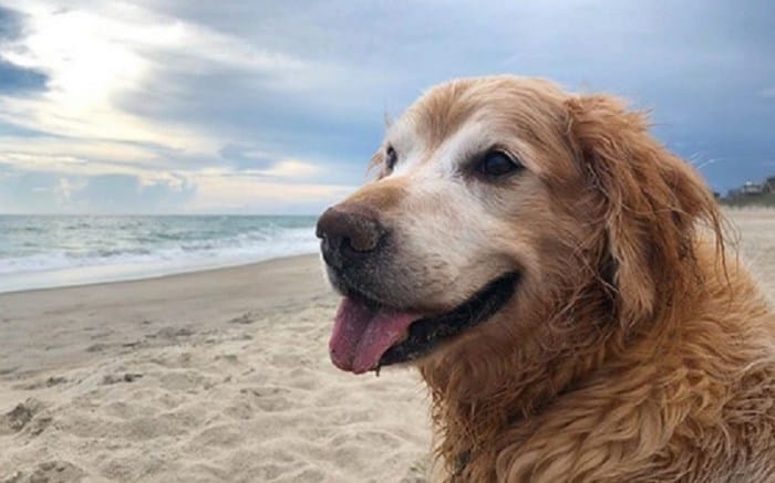 Anjing Termahal Di Dunia: Mewah dan Eksklusif