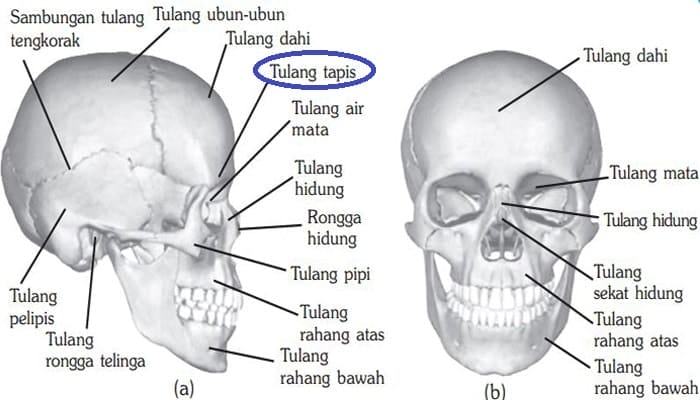 Tulang Tengkorak Merupakan Tulang Yang Memiliki Bentuk
