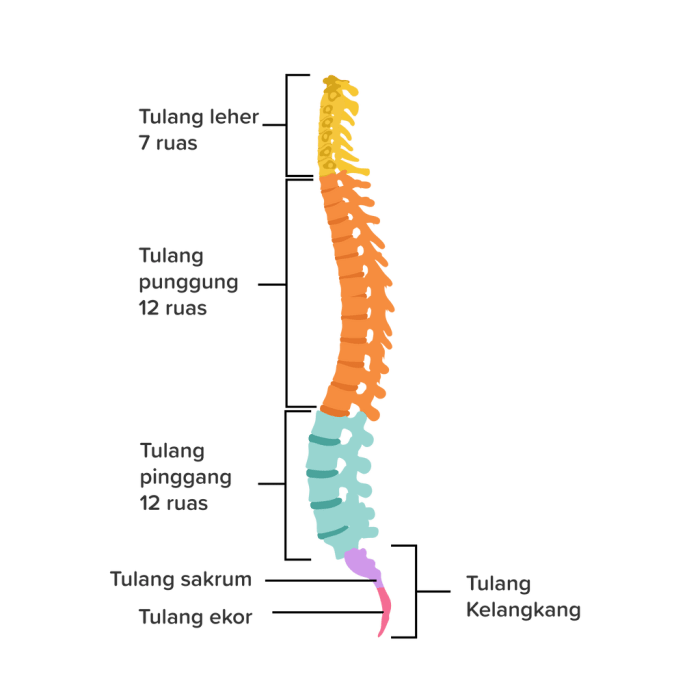 Ruas Tulang Leher Berfungsi Untuk Melindungi Organ Vital